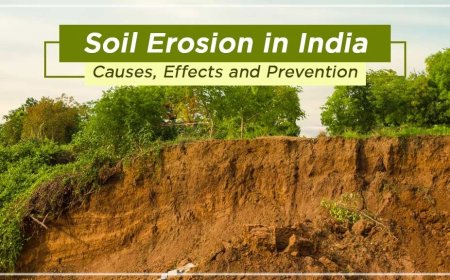 Learn about the Causes, Effects, and Prevention of Soil Erosion