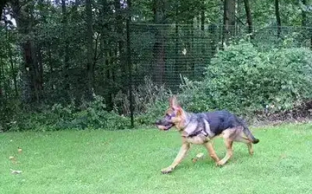 What’s the Best Non-Electric Dog Fence System? A Deep Dive Into DIY Dog Fence Kits for Modern Pet Owners