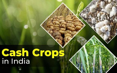 Explore the Importance and Types of Cash Crops in India