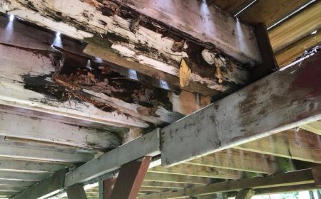 A Guide to Termite Inspections in Baltimore