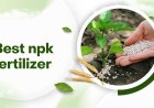 Best NPK Fertilizer Practices for Vietnamese Soil