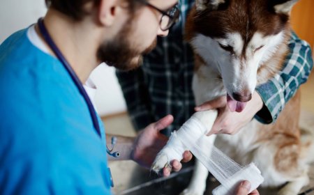 Helping Your Senior Pet Stay Fit: Why Weight Management Matters More Than Ever