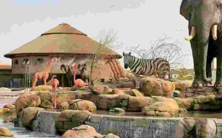 Wondering What to Do in Dubai? Explore Dubai Safari Park and Evening Desert Safari Tours!