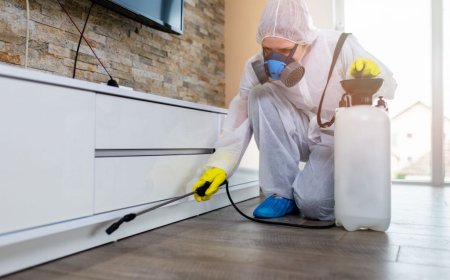 Pest Control in Washington | Affordable & Herbal Solutions by Pest Control Xpertz