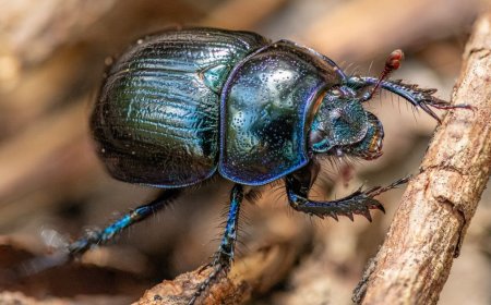 Keep Your Home Safe with Reliable Pest Control Solutions in Albanvale, Sunshine & Greenvale