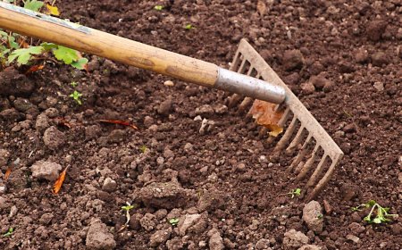 Smart Outdoor Choices: How Landscape Solutions Help Auckland Grow Greener