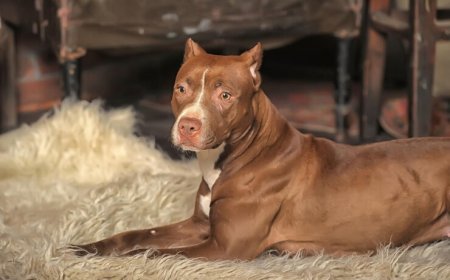 Trusted Pocket Bully Breeders in New Jersey